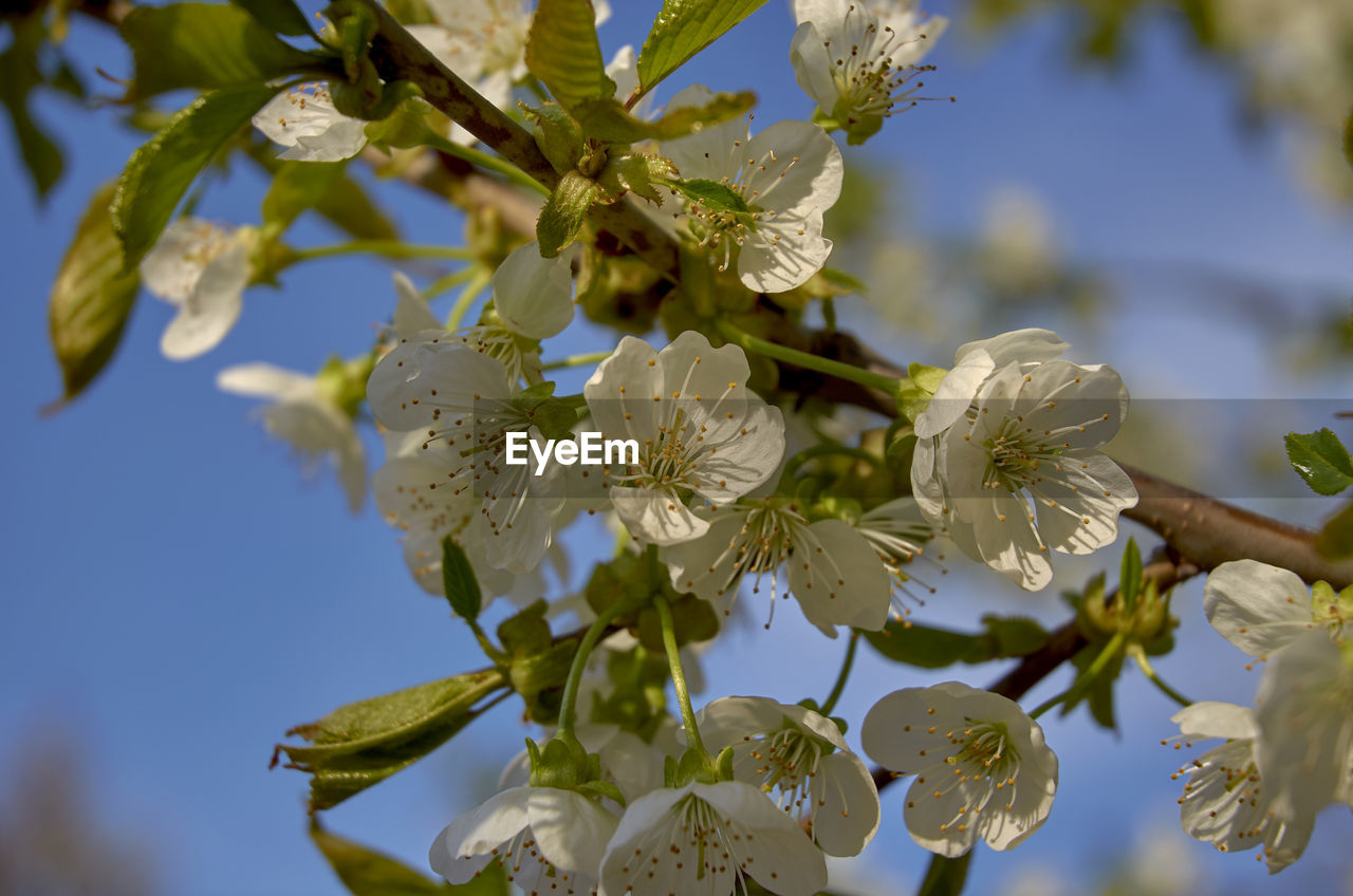 Close-up of cherry blossom on tree