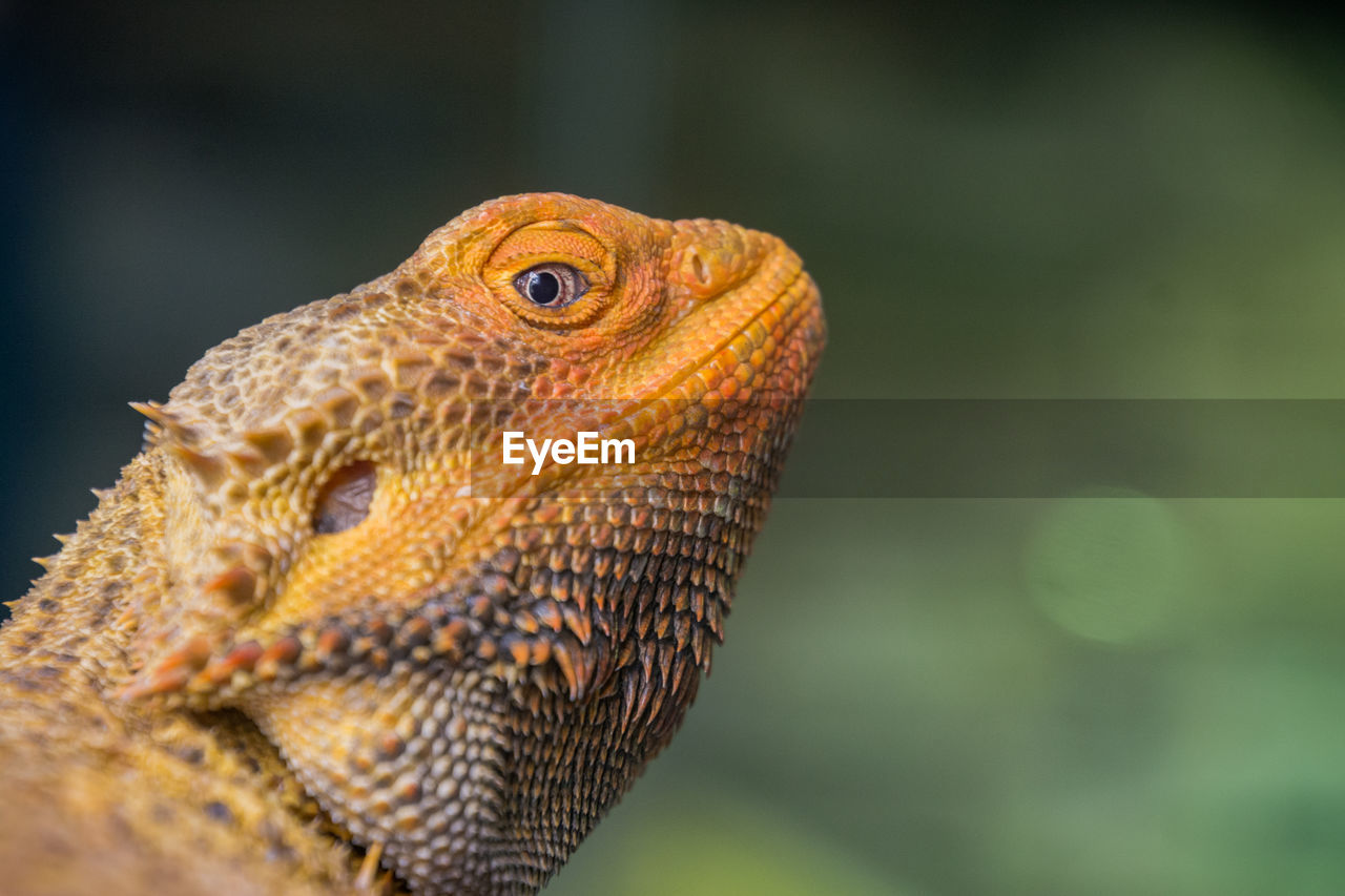 Close-up of a bearded dragon