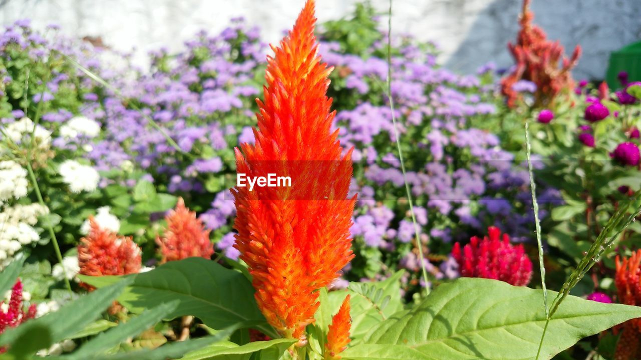 CLOSE-UP OF ORANGE FLOWERS BLOOMING