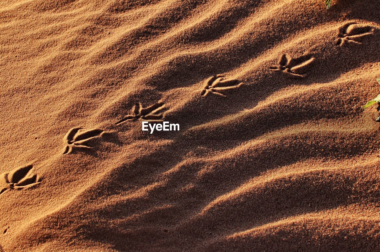 Bird tracks on a sand dune at sunset