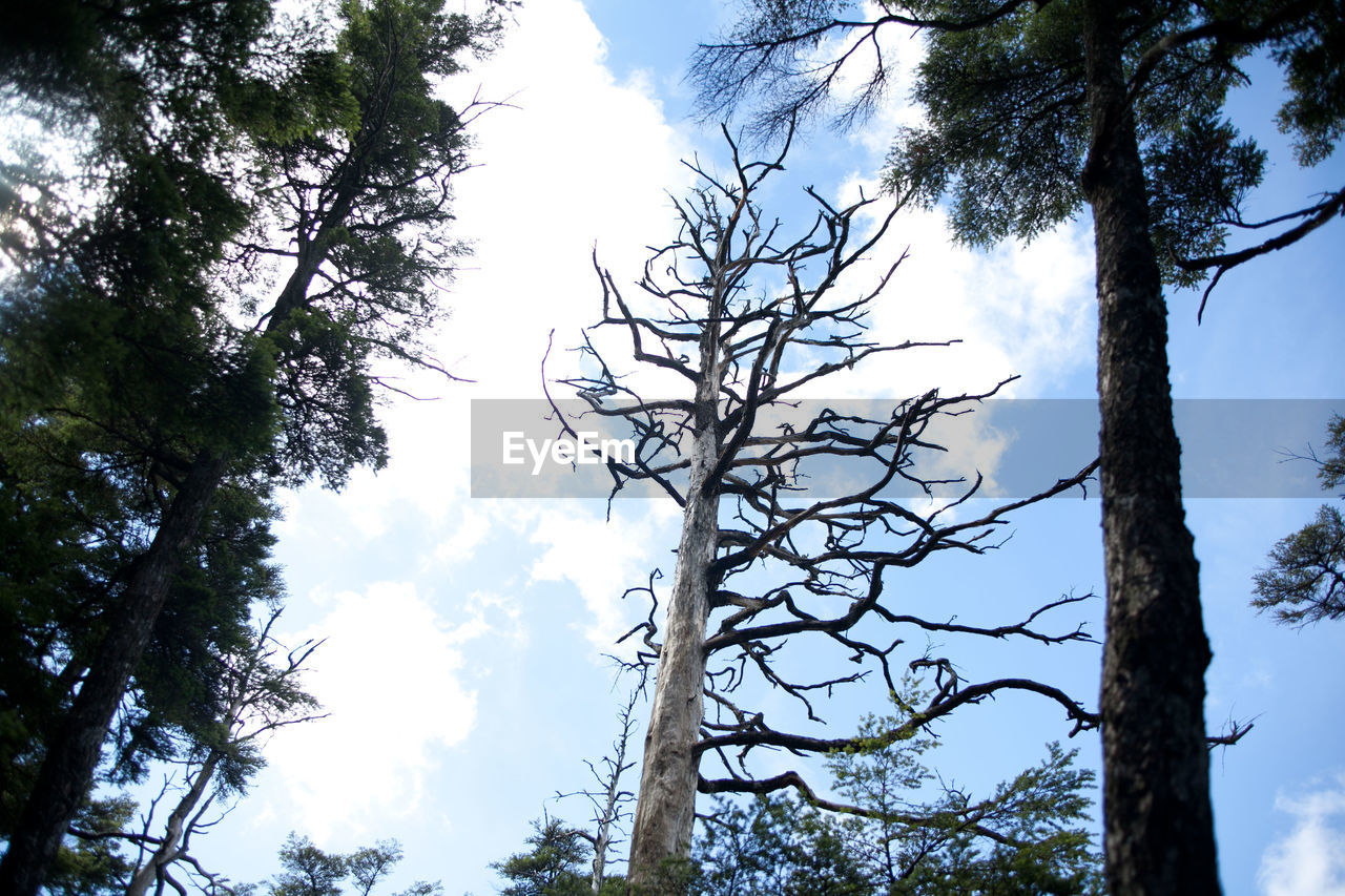 LOW ANGLE VIEW OF TREES AGAINST SKY