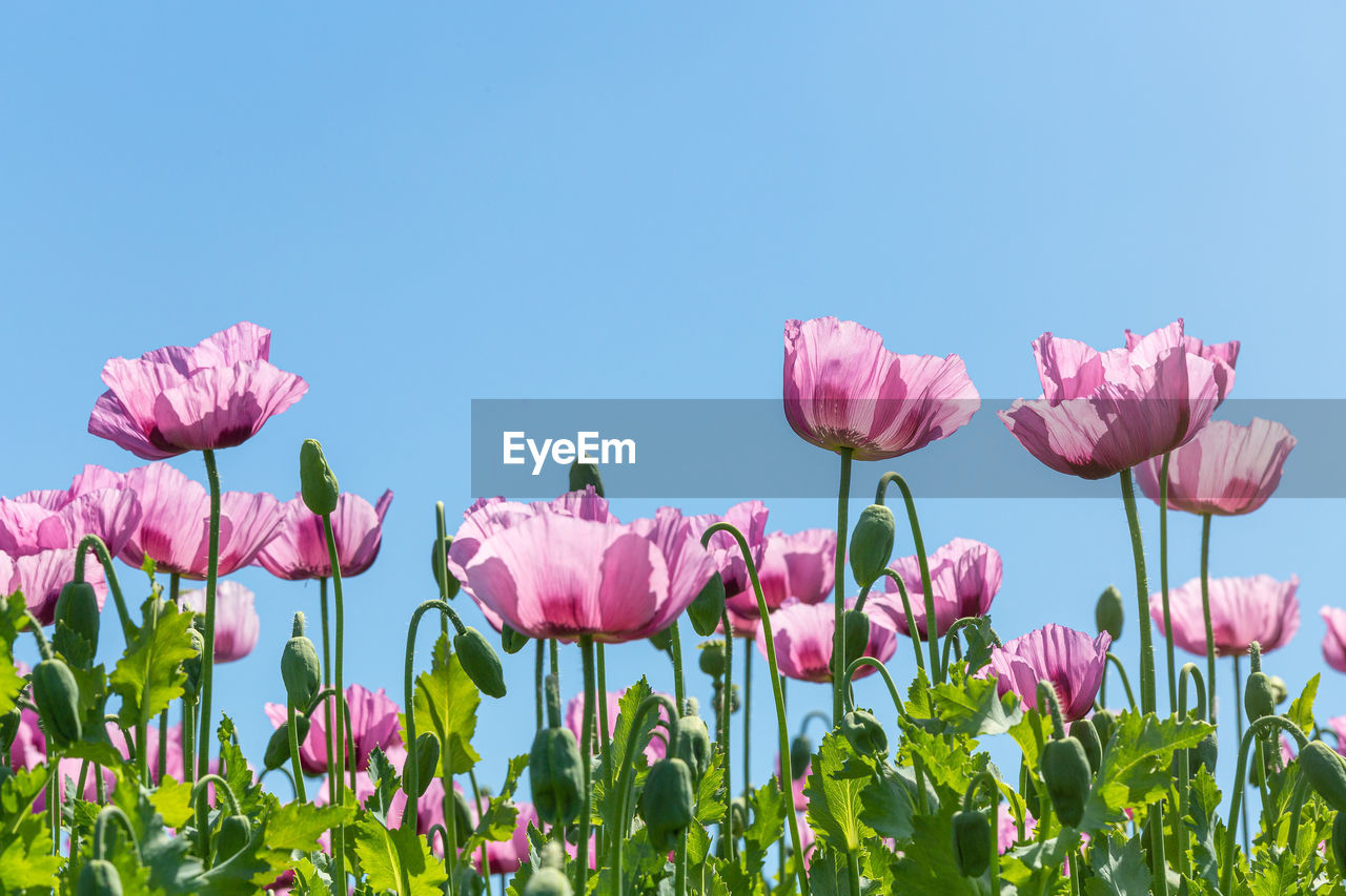 CLOSE-UP OF PINK TULIPS AGAINST SKY