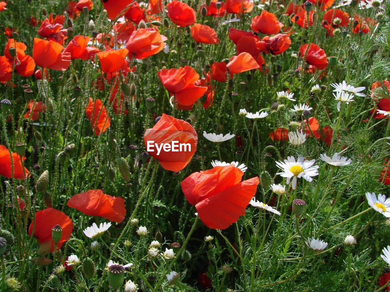 High angle view of red poppy flowers on field