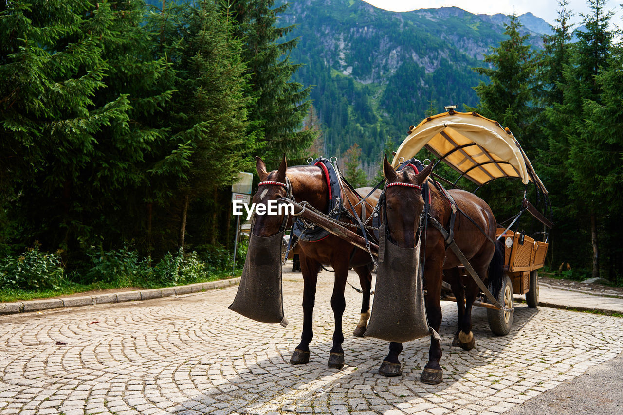 Horse harness with cart in mountain forest. harnessed horses eat food from bags