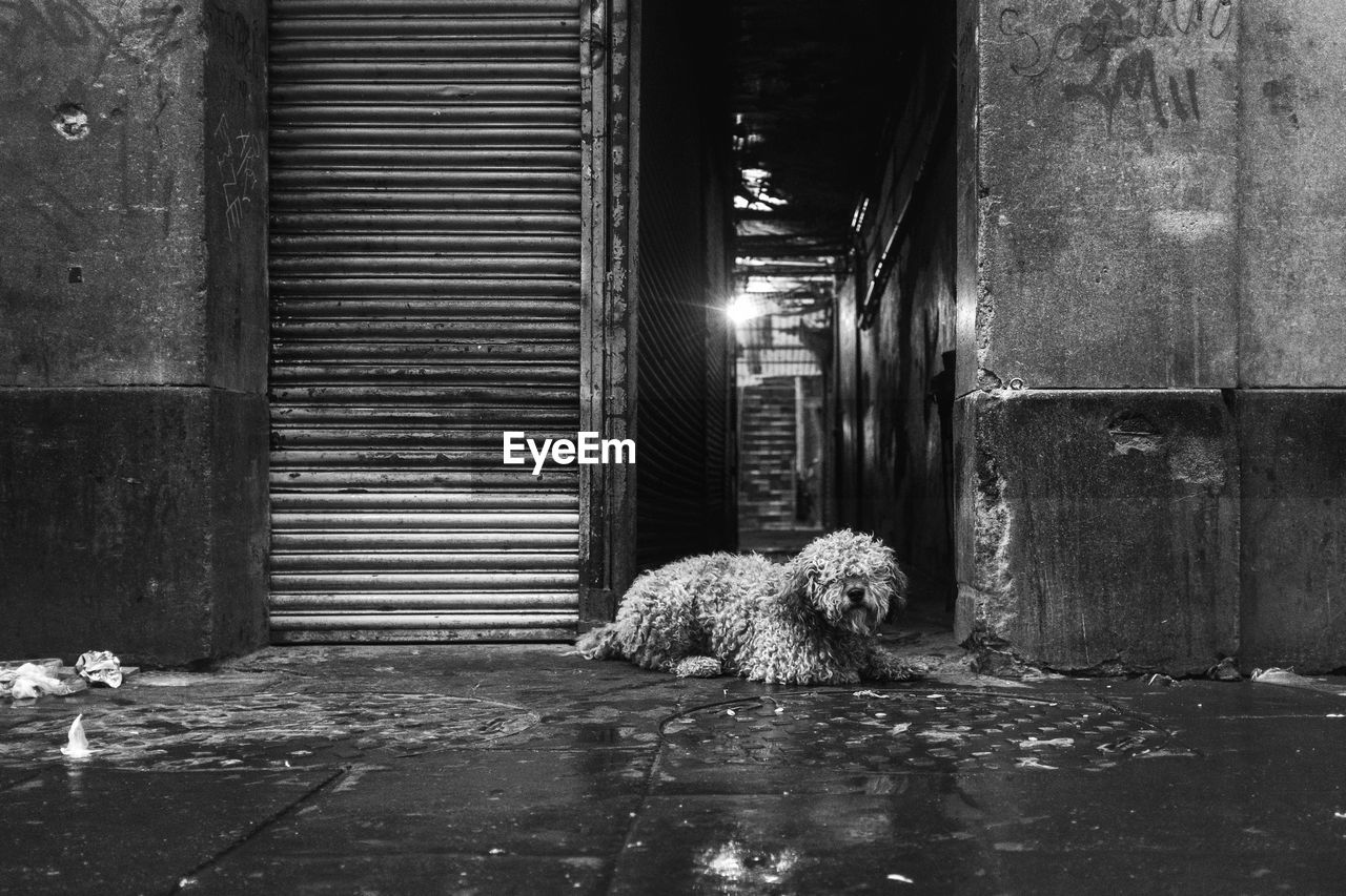 VIEW OF DOG SITTING ON FLOOR