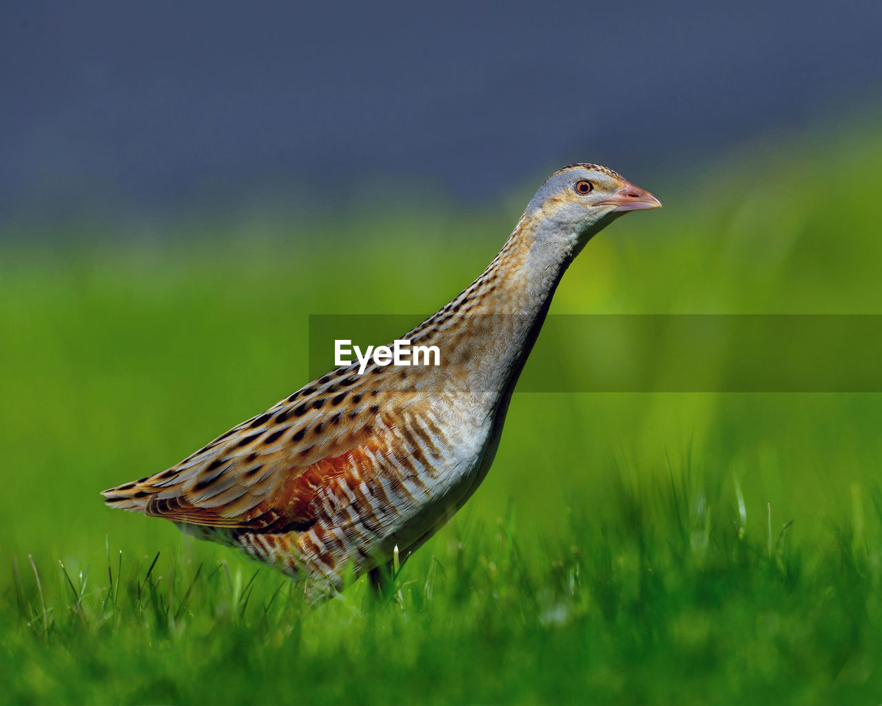 CLOSE-UP OF A BIRD ON LAND