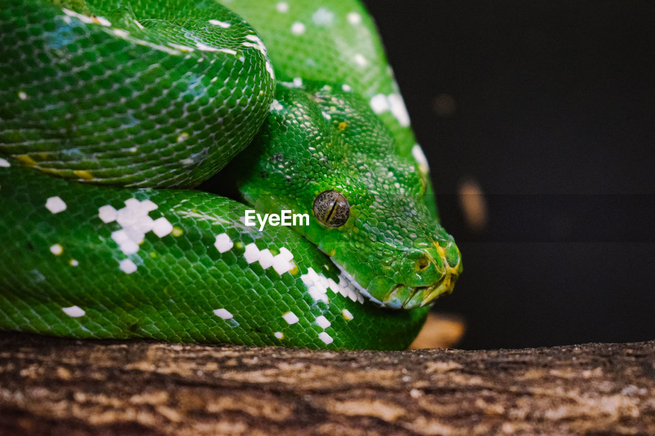 Close-up of green python