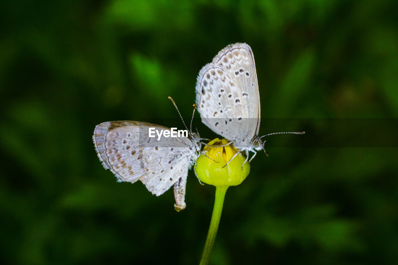 Close-up of butterfly pollinating on flower