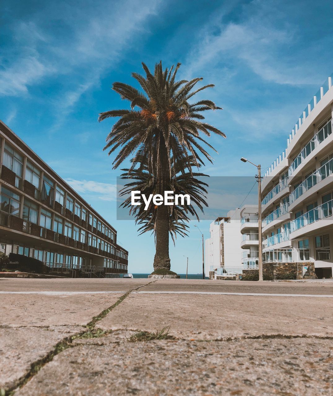 Palm trees by road against sky in city