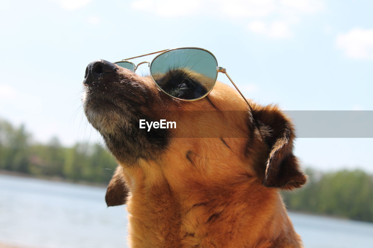 Close-up of dog wearing sunglasses