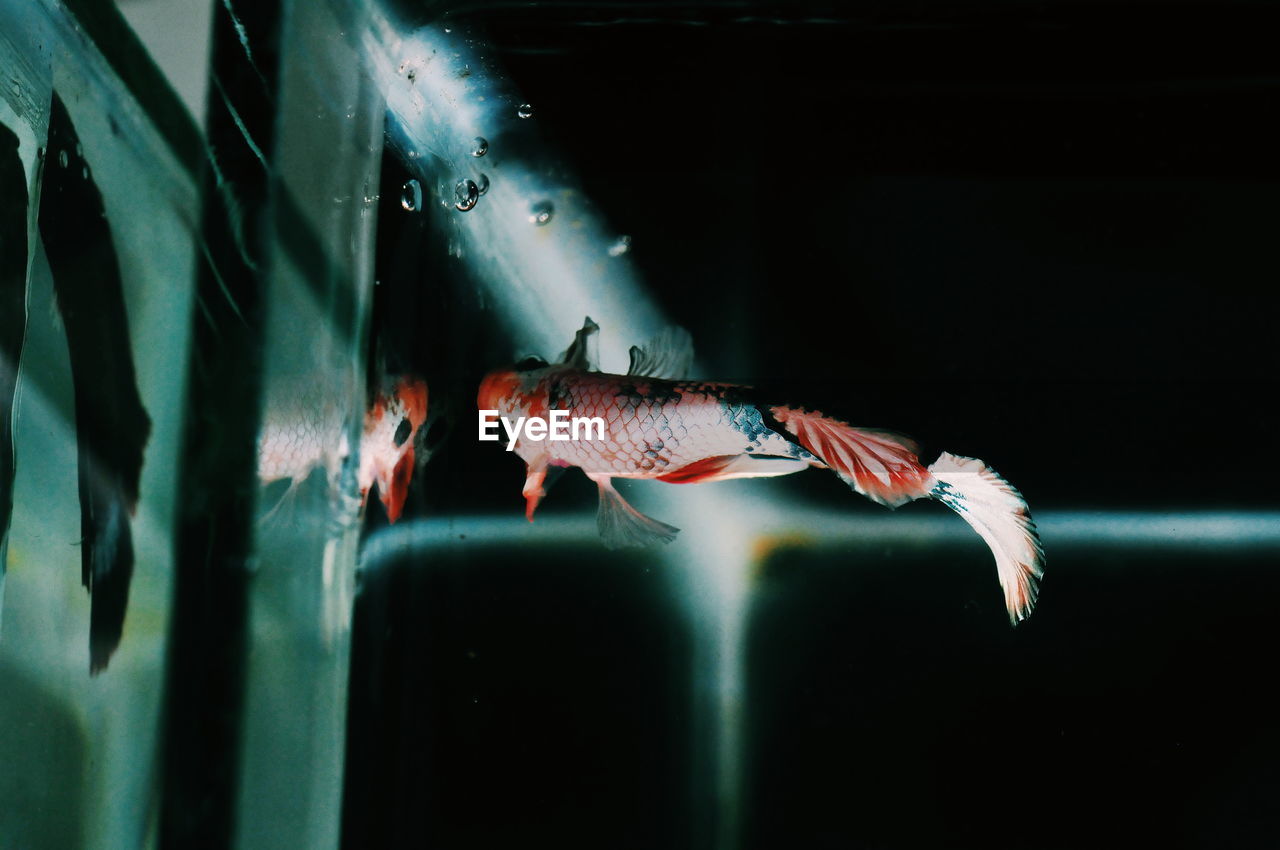 CLOSE-UP OF FISH UNDERWATER