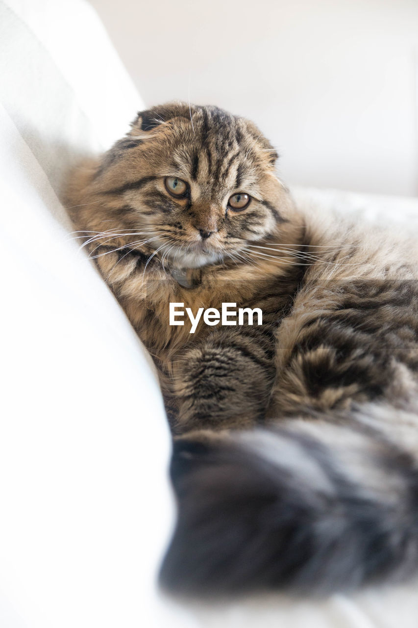 Close-up portrait of a cat