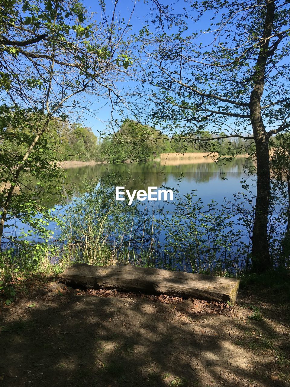 CLOSE-UP OF LAKE AGAINST TREES