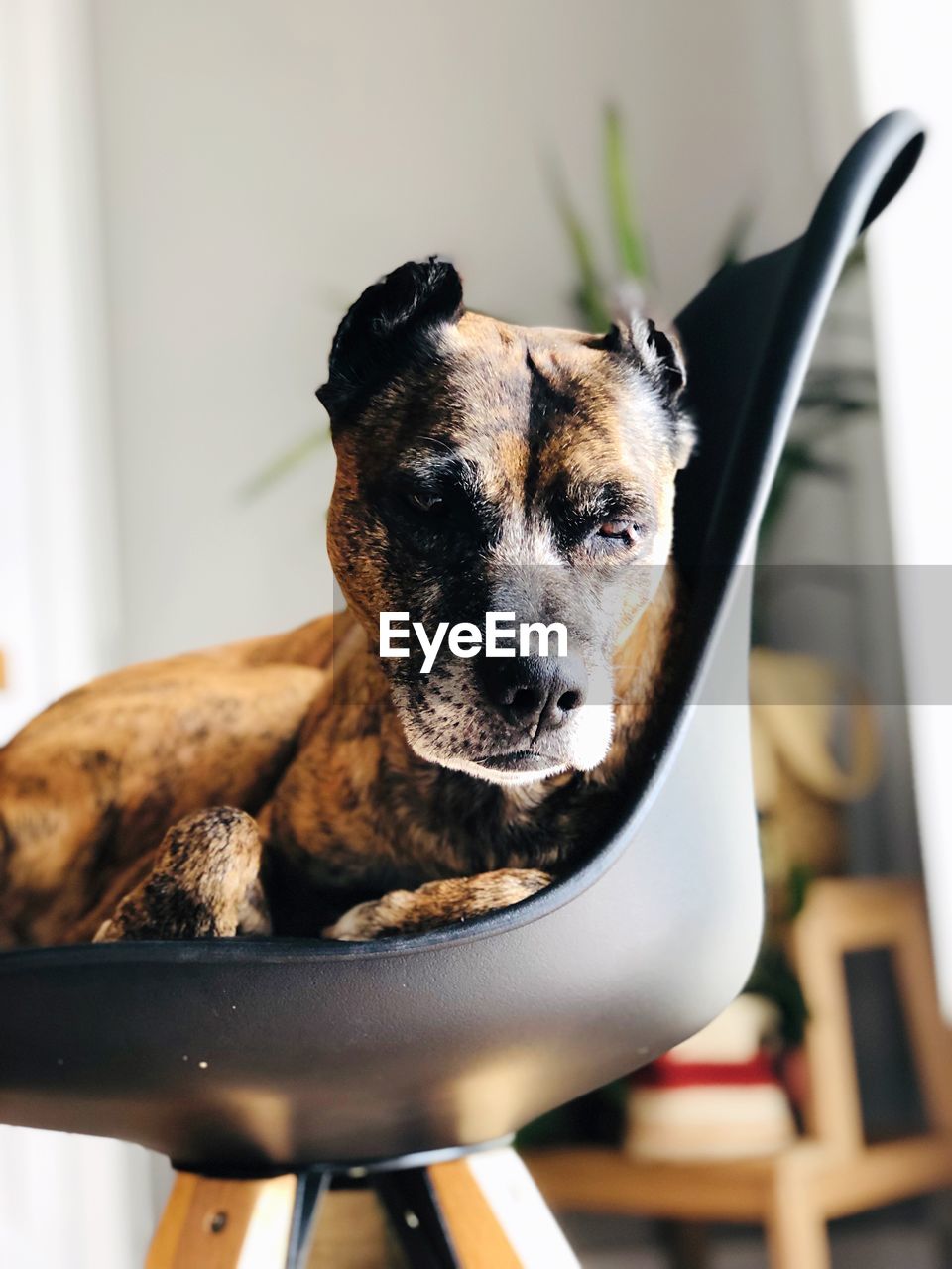 CLOSE-UP PORTRAIT OF DOG RELAXING AT HOME