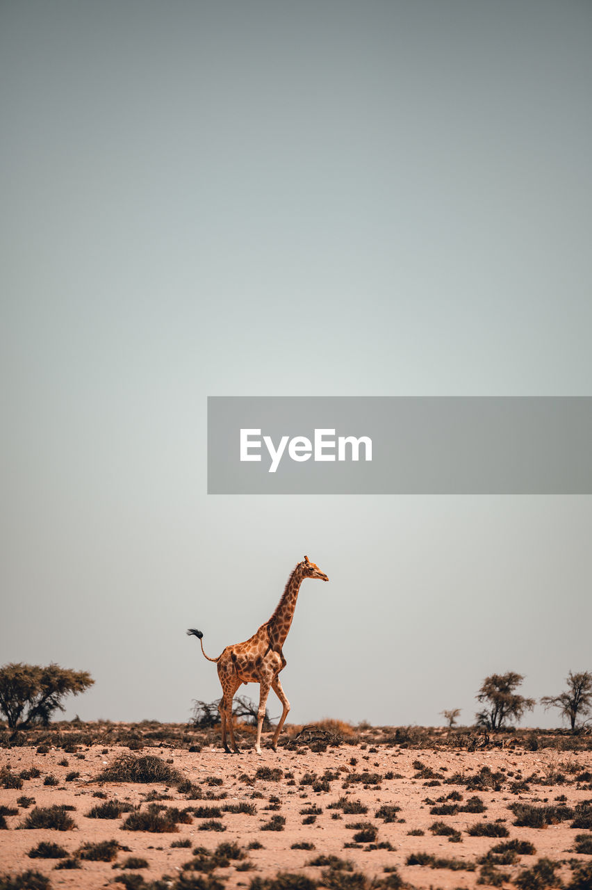 side view of giraffe standing on field against clear sky