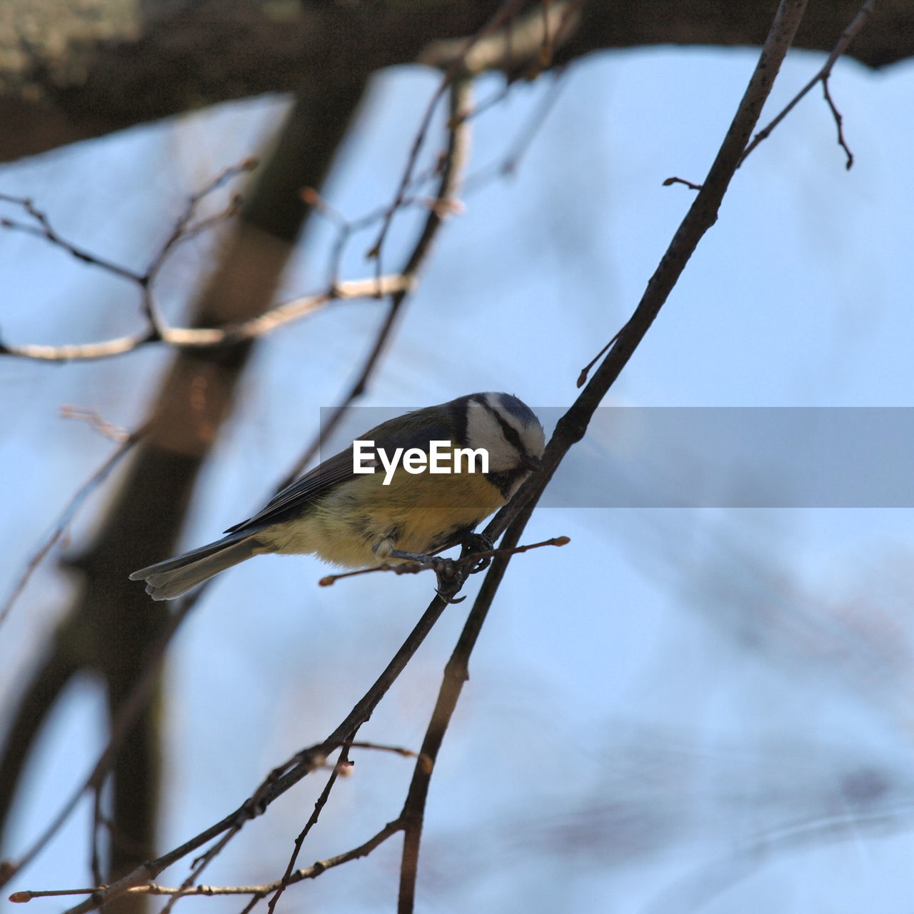 BIRD PERCHING ON BRANCH