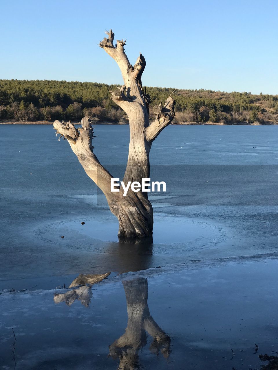 Driftwood in lake against clear sky