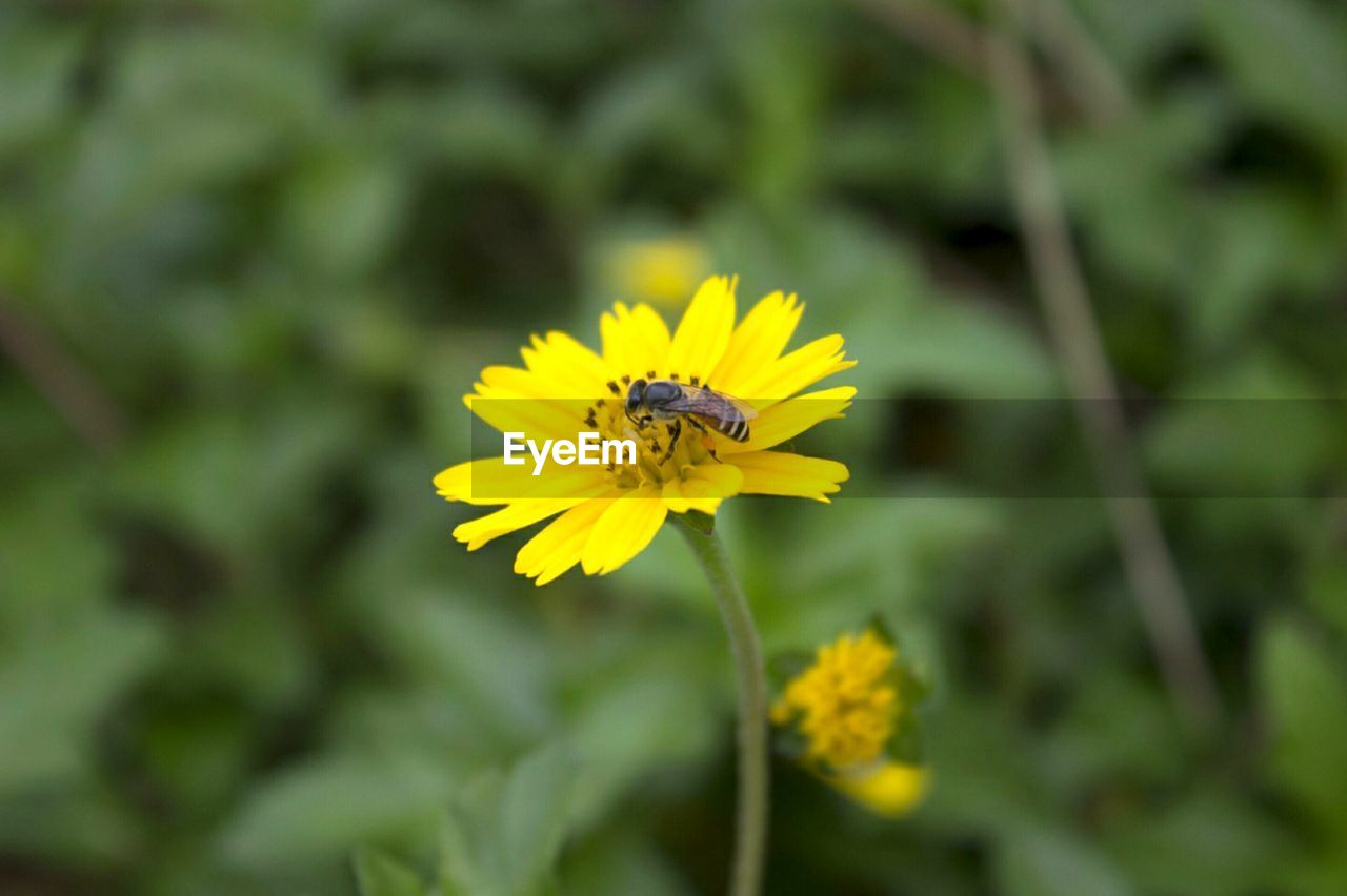 Bee pollinating on yellow flowers