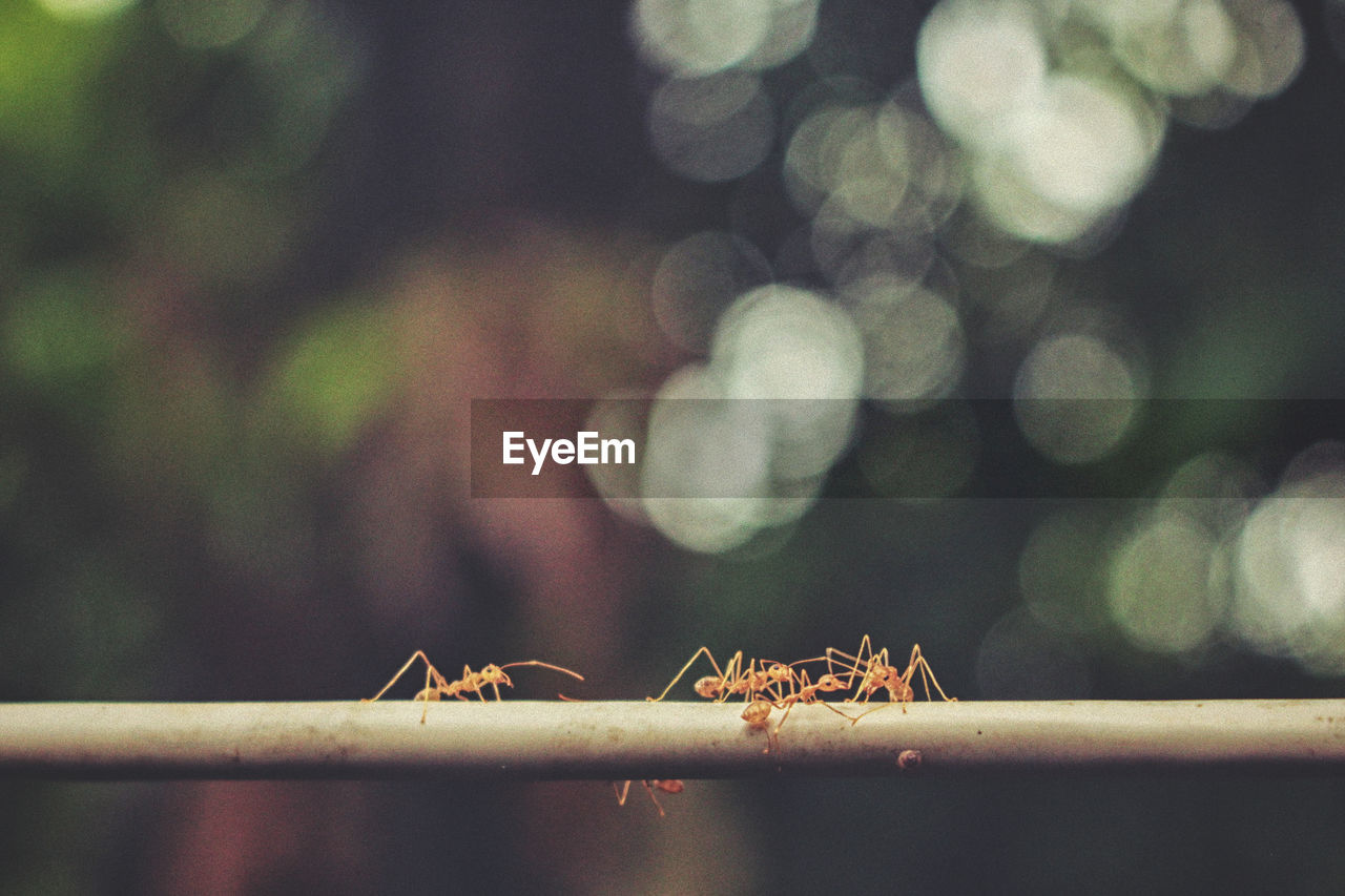 CLOSE-UP OF ANT ON METAL