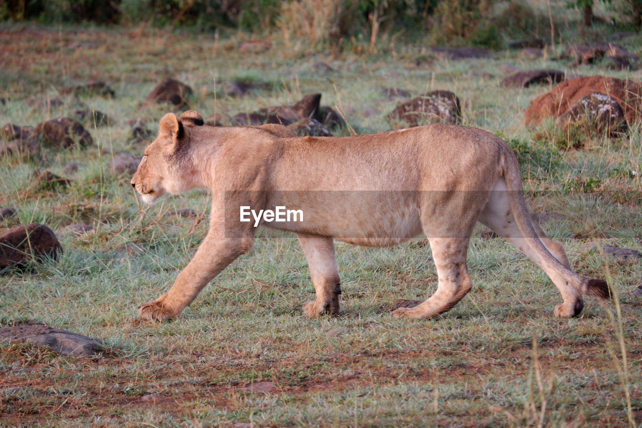 animal, animal themes, mammal, animal wildlife, wildlife, big cat, lion - feline, felidae, feline, cat, no people, lioness, side view, safari, savanna, one animal, grass, nature, puma, full length, outdoors, day, plant, travel destinations, carnivora, tourism, domestic animals, walking