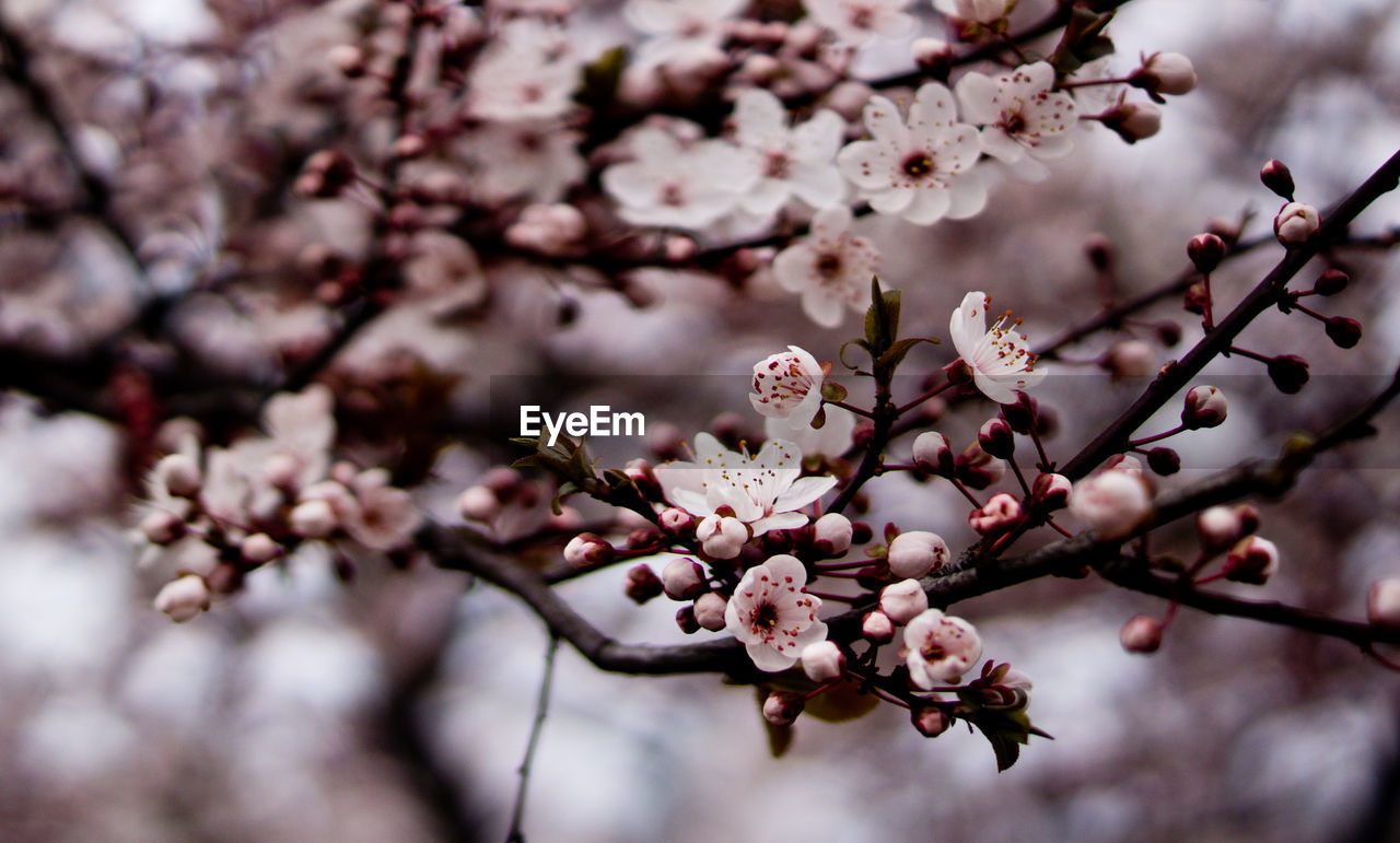 Close-up of cherry blossom blooming on tree