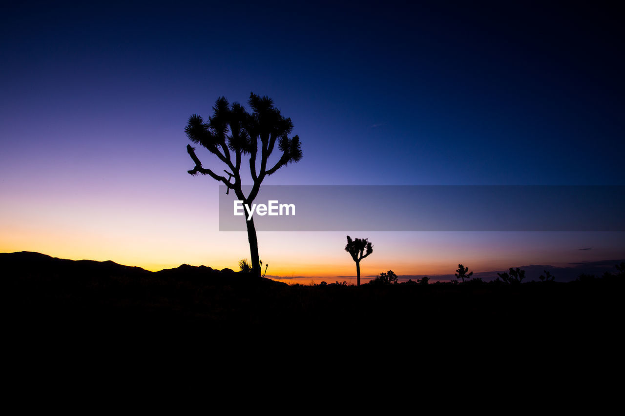 SILHOUETTE TREE AGAINST SKY DURING SUNSET