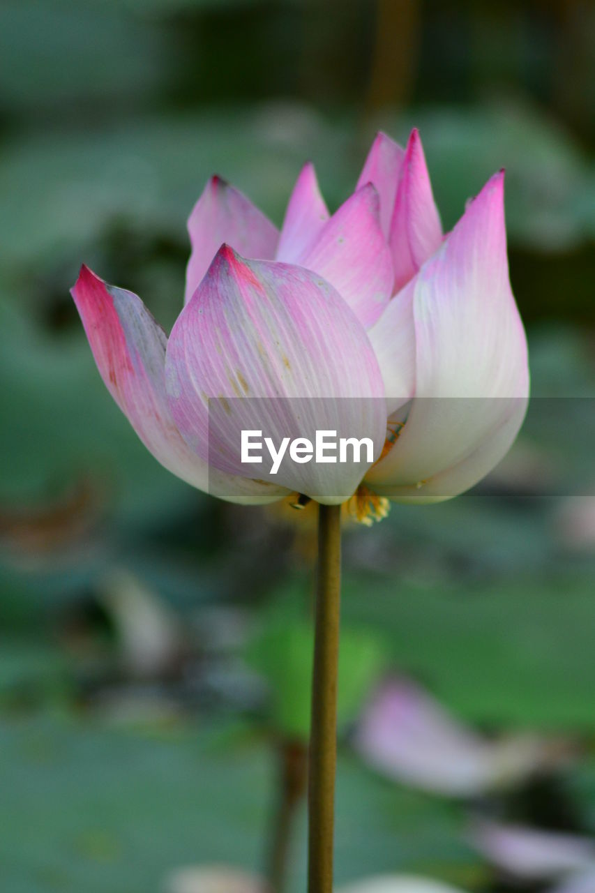 CLOSE-UP OF PINK WATER LILY IN GARDEN
