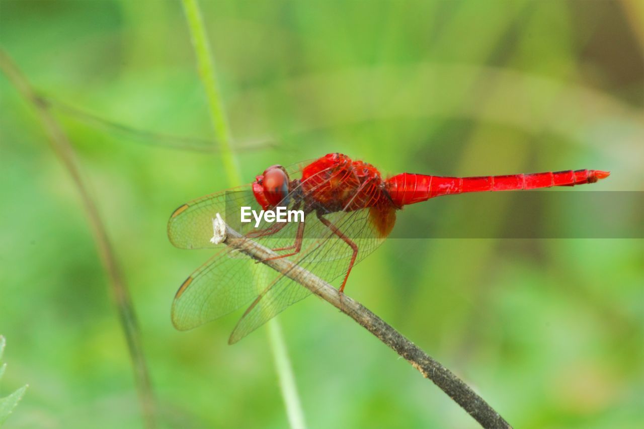 CLOSE UP OF DRAGONFLY