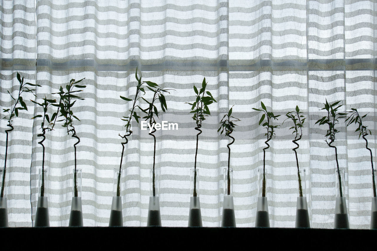 Close-up of plants