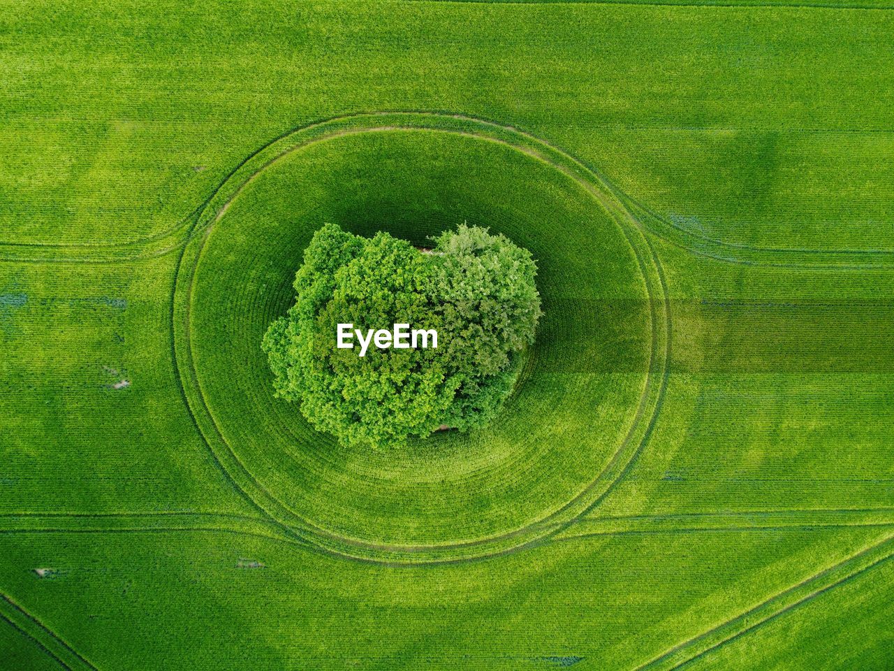 High angle view of agricultural field and tree as centre piece 