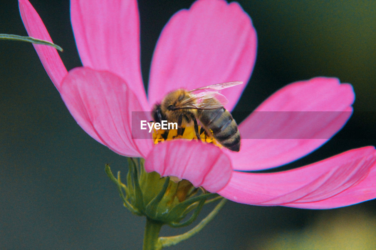 CLOSE-UP OF HONEY BEE ON PINK FLOWER