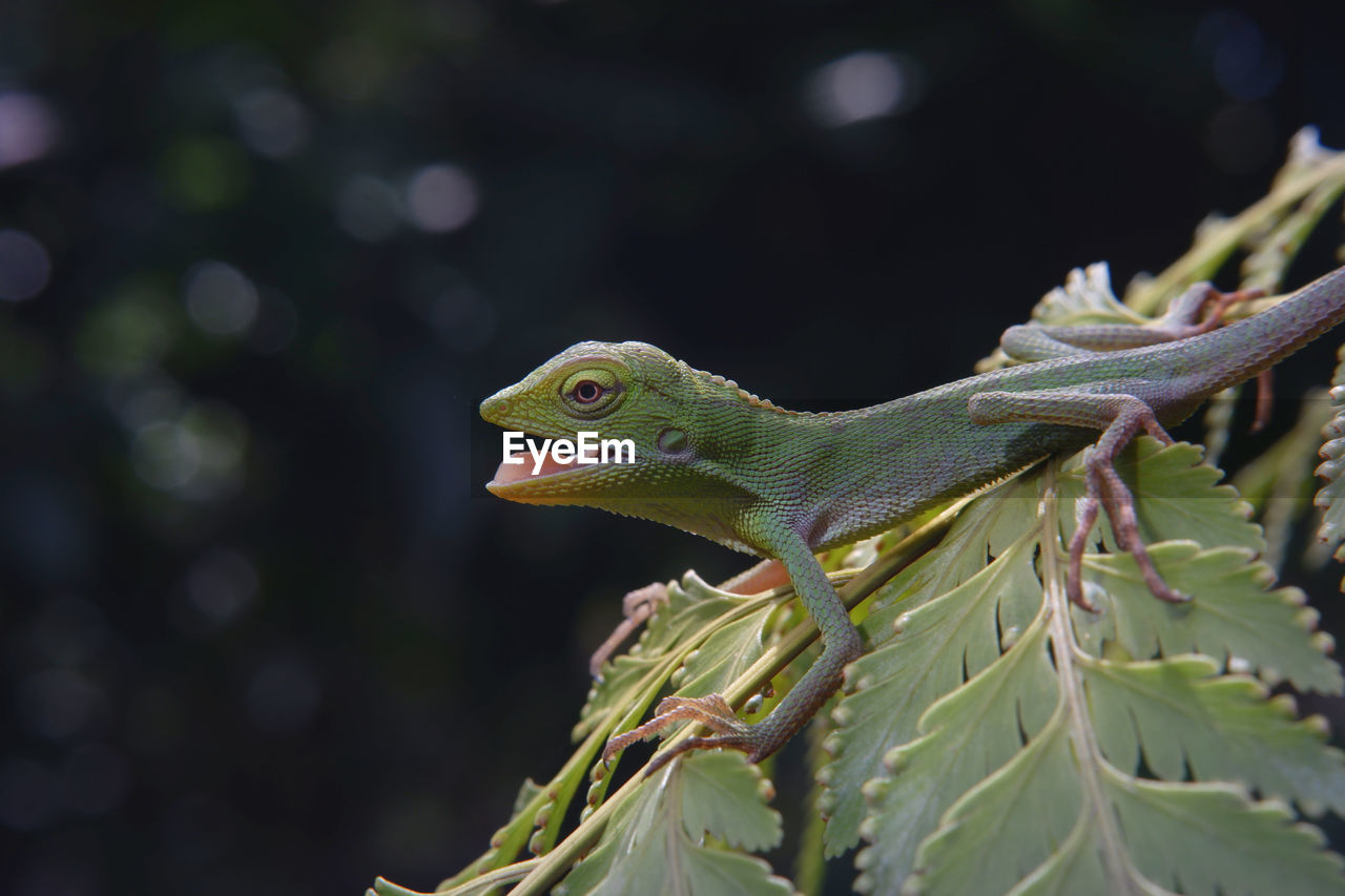 close-up of lizard on tree