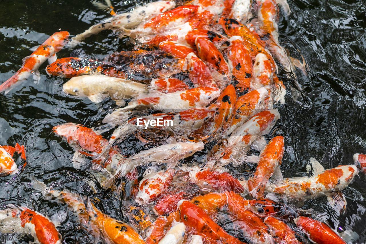 CLOSE-UP OF KOI FISH IN WATER