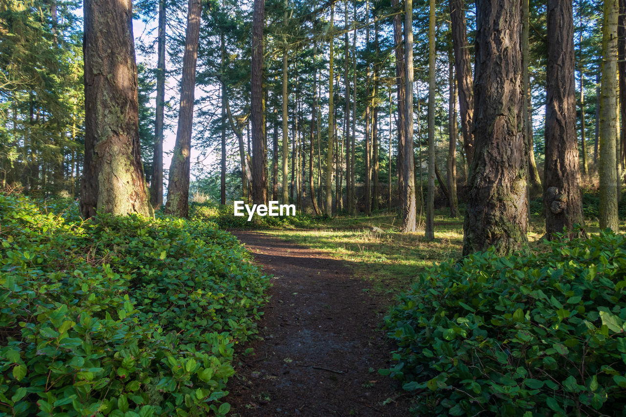 Landscape of trail in the forest near west beach in deception pass state park in washington