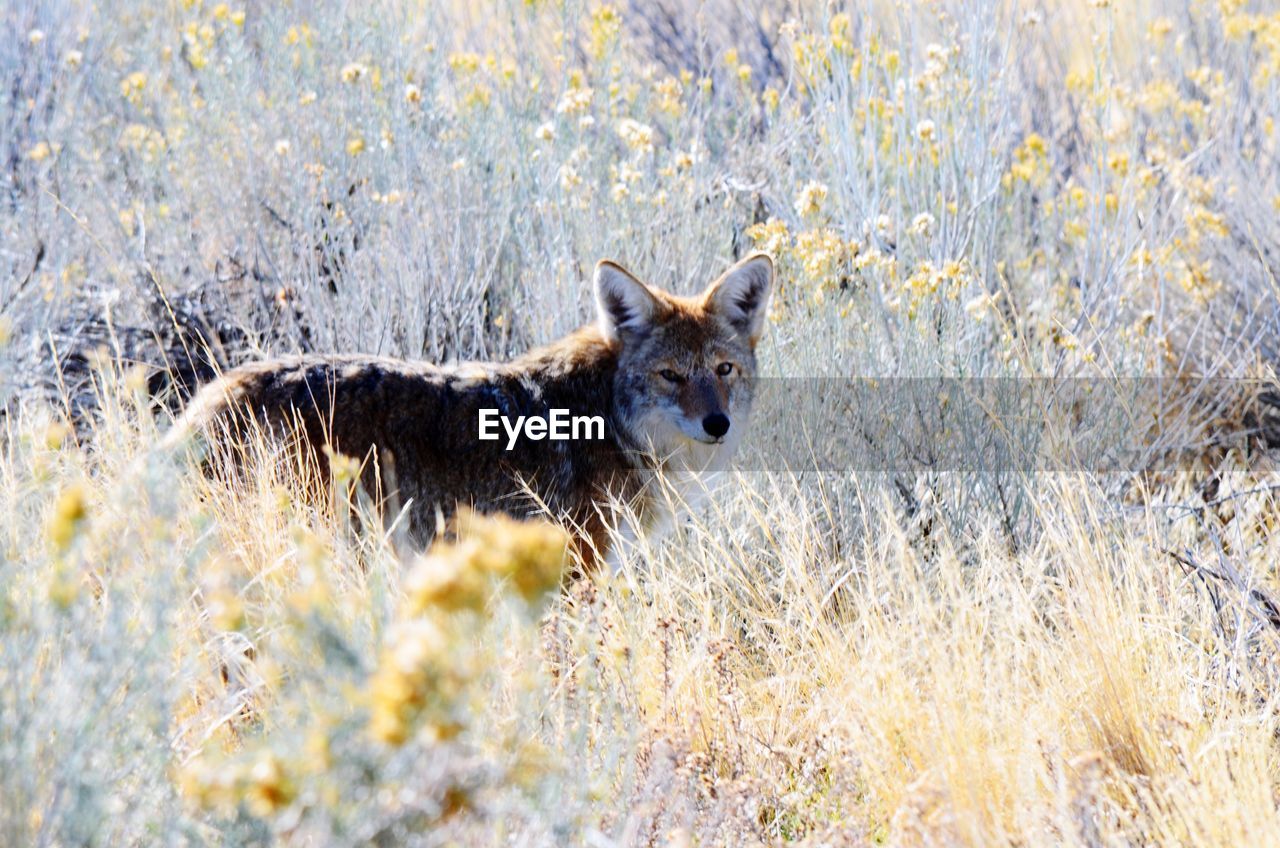 Coyote on grassy field