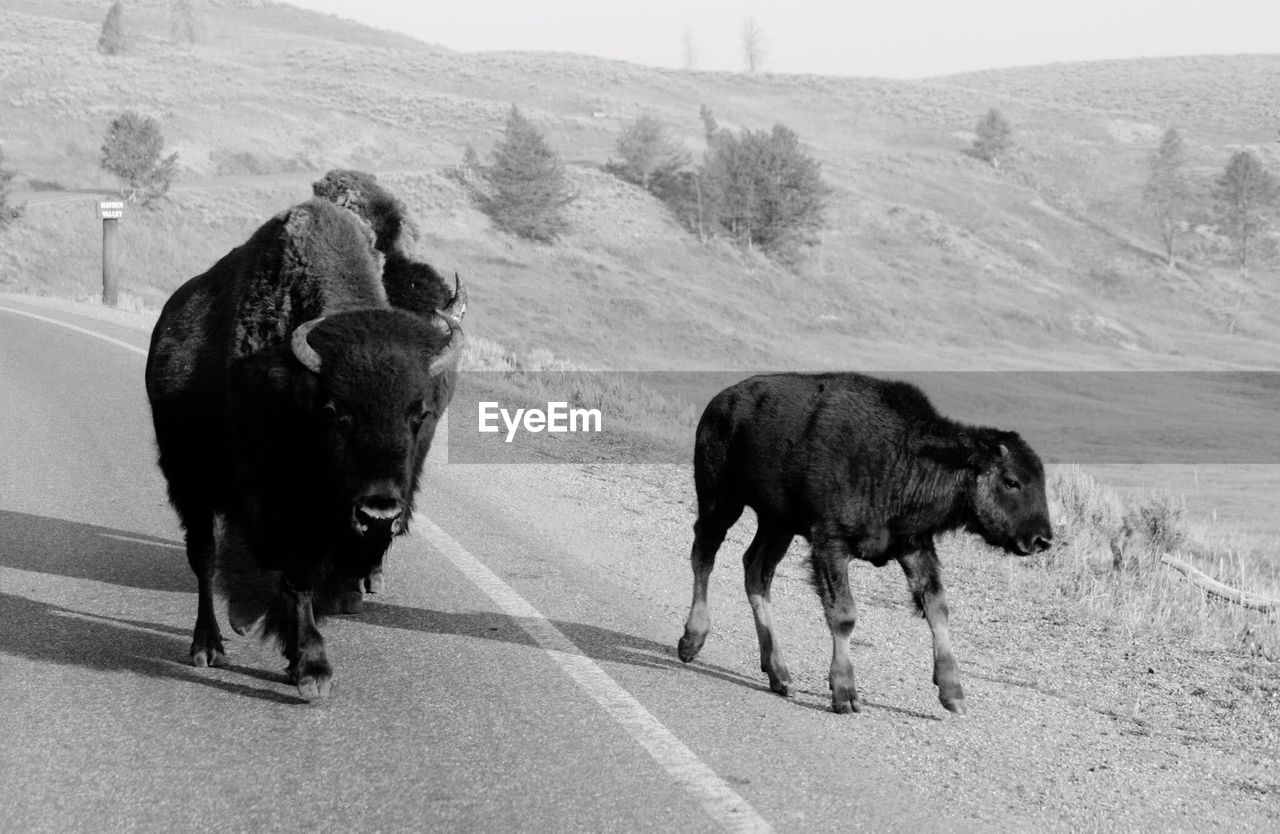 SHEEP ON ROAD