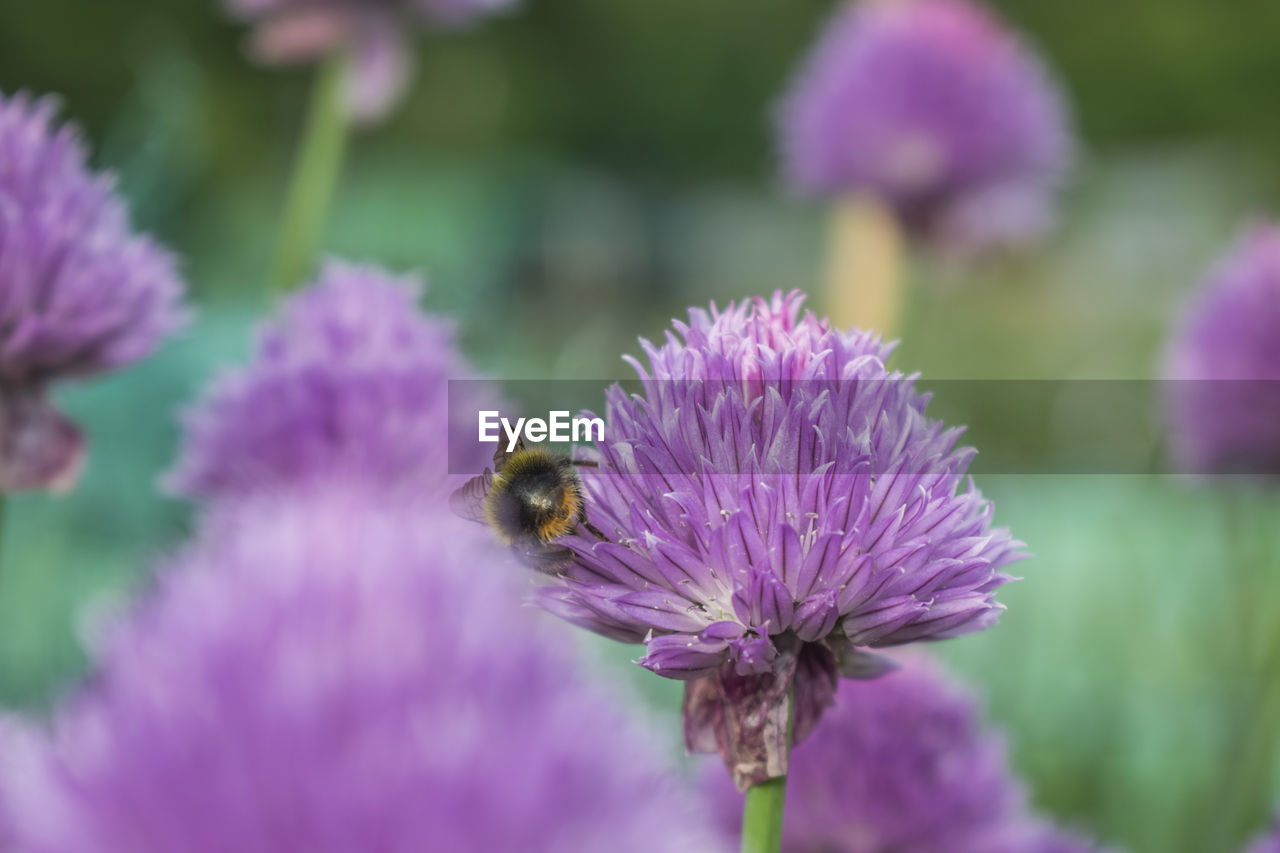 CLOSE-UP OF BEE ON PURPLE FLOWER