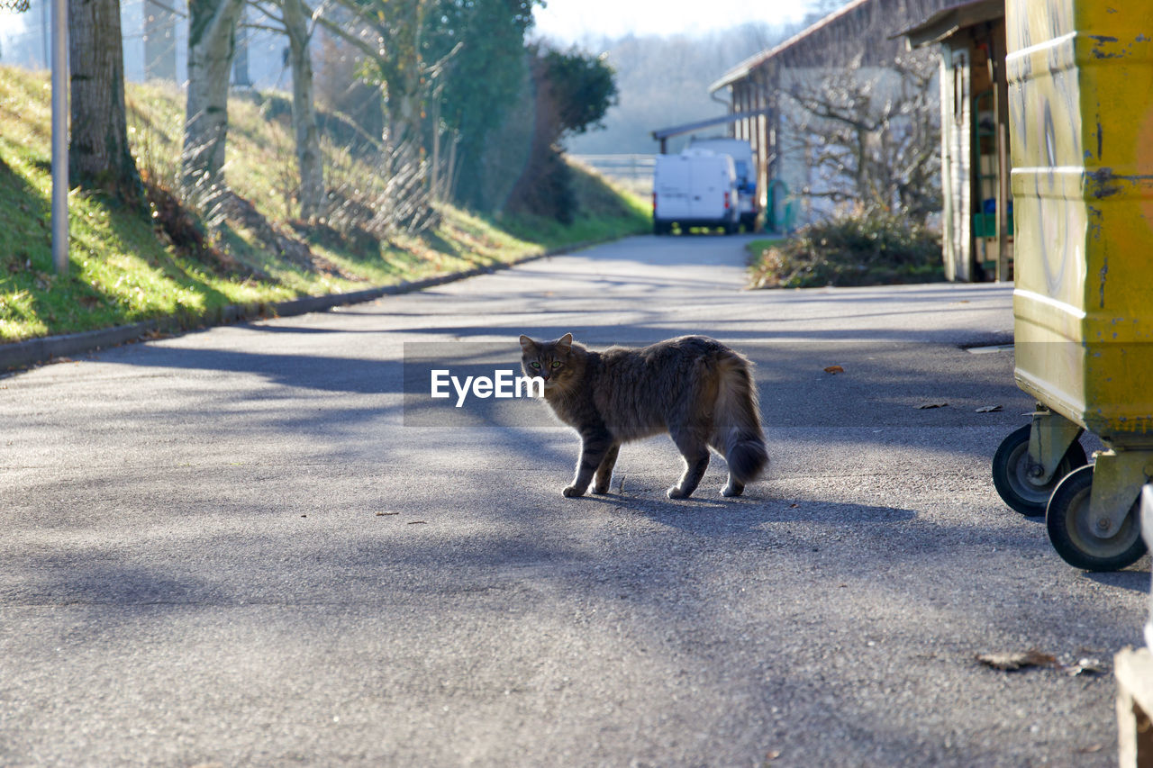 CAT SITTING ON ROAD