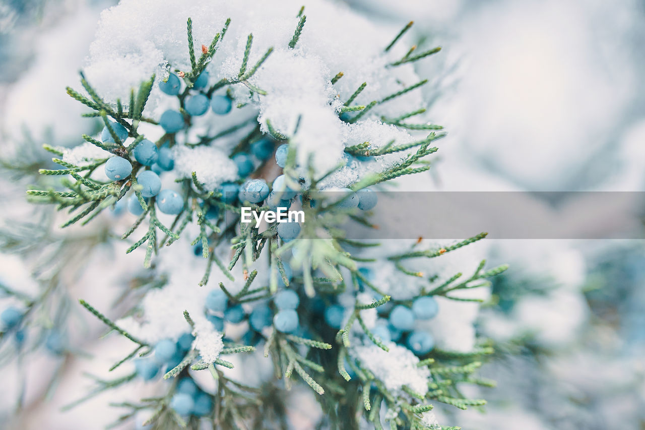 Close-up of frozen tree branch during winter