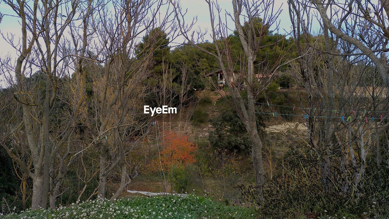 TREES ON FIELD AGAINST SKY