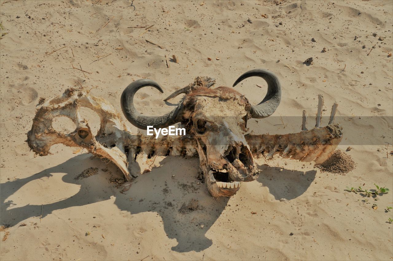 High angle view of animal skull on sand