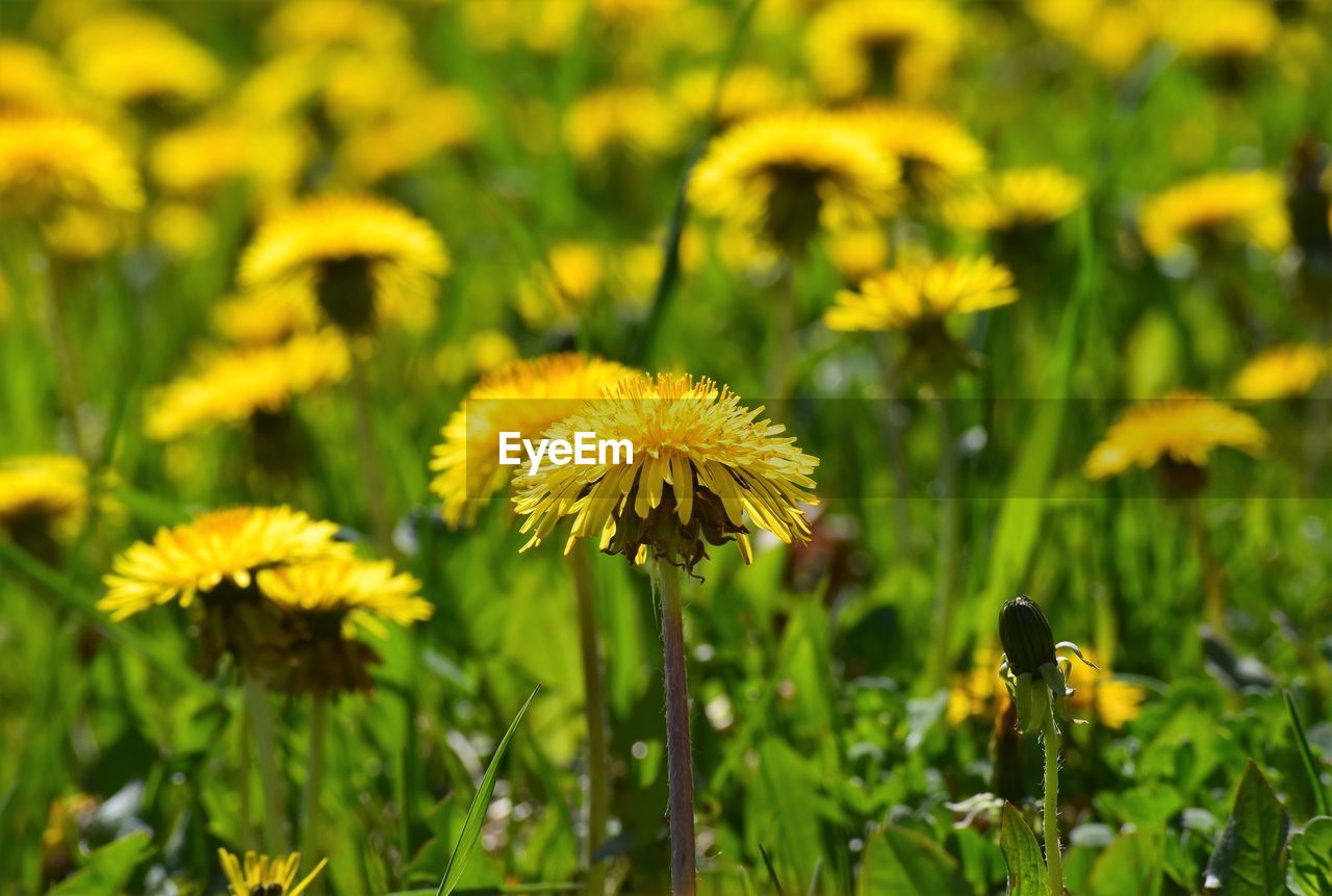 Close-up of yellow flowering plant on field