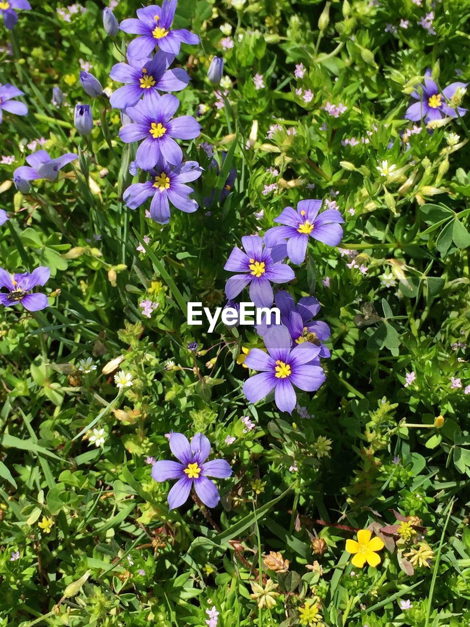 Directly above shot of purple flowers in garden