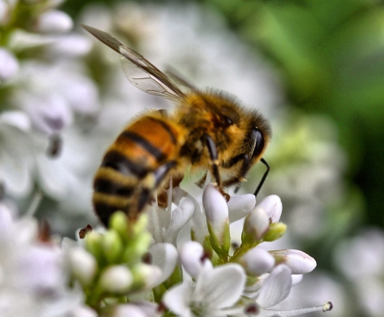 CLOSE-UP OF HONEY BEE ON WHITE FLOWER