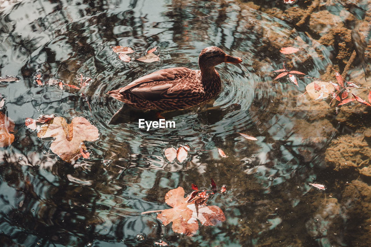 Mallard duck swimming on lake