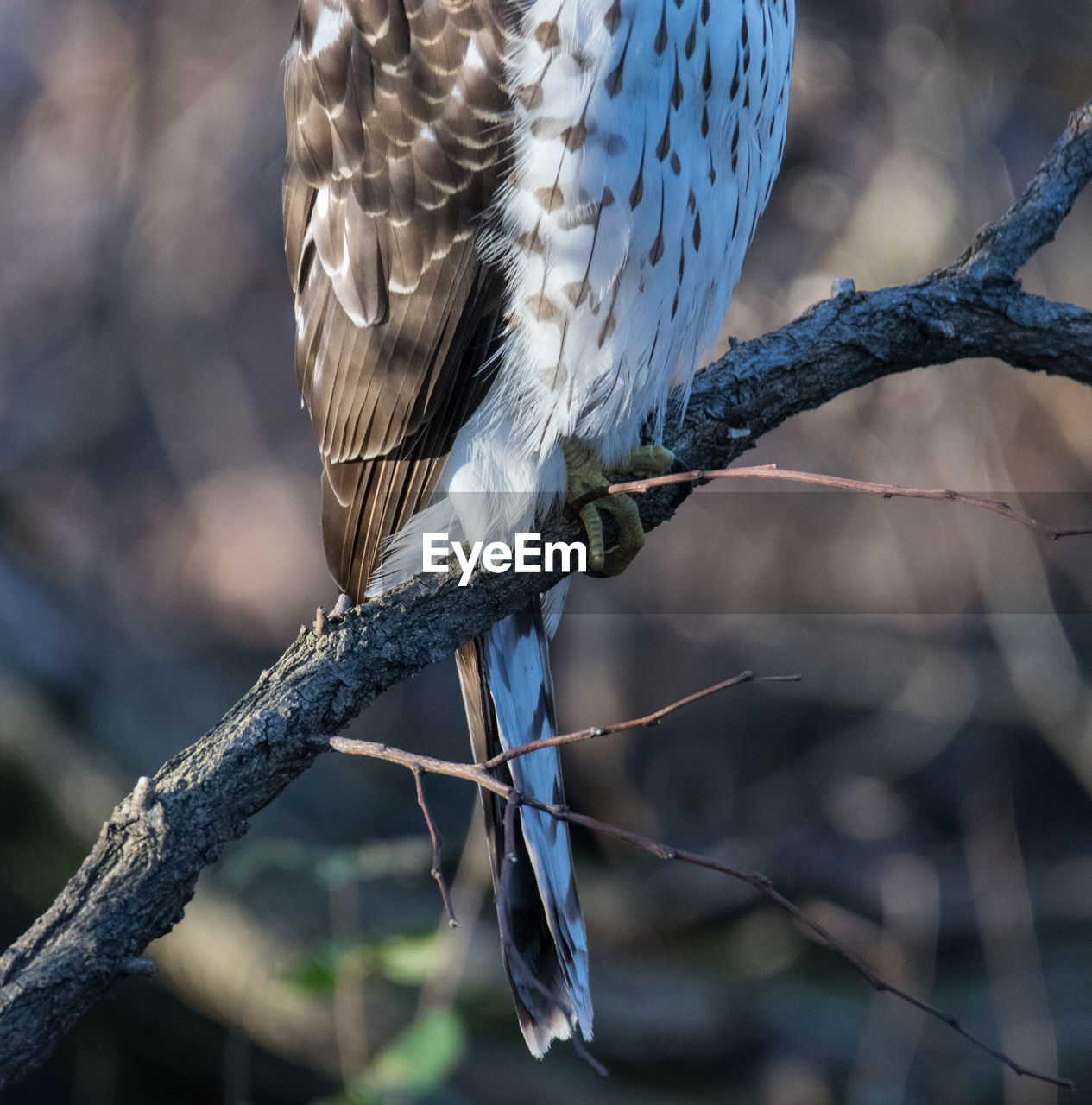 A coopers hawk waiting patiently by the bird feeders in prospect park, brooklyn. 