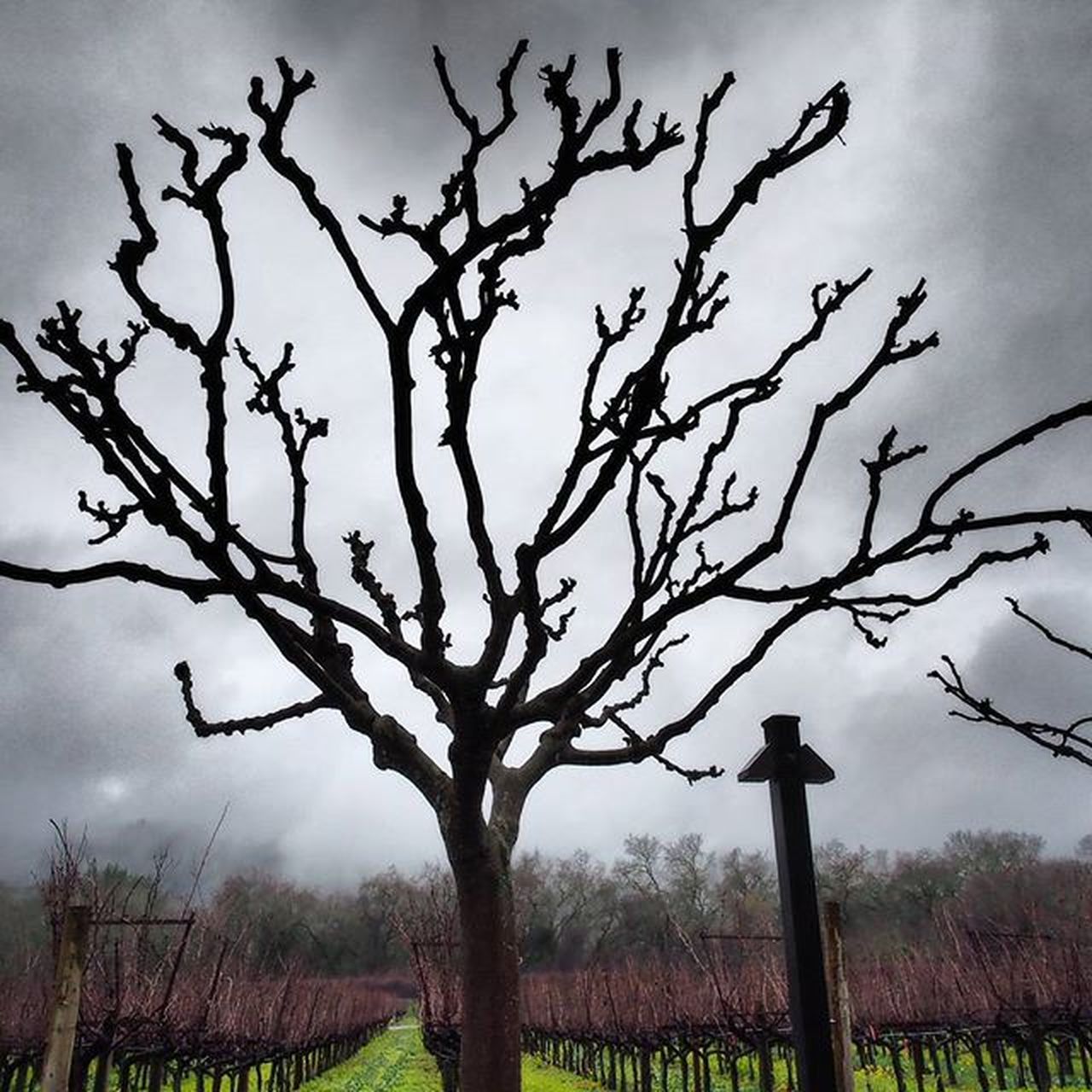 BARE TREES ON FIELD AGAINST CLOUDY SKY