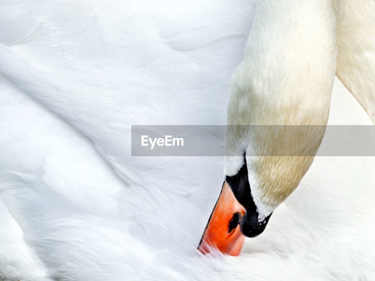 High angle view of swan