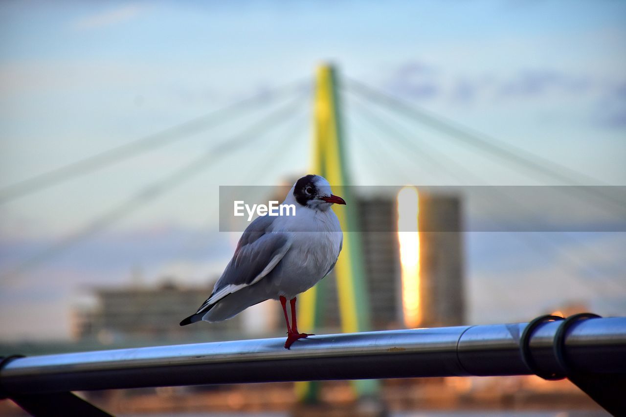 CLOSE-UP OF SPARROW PERCHING ON RAILING