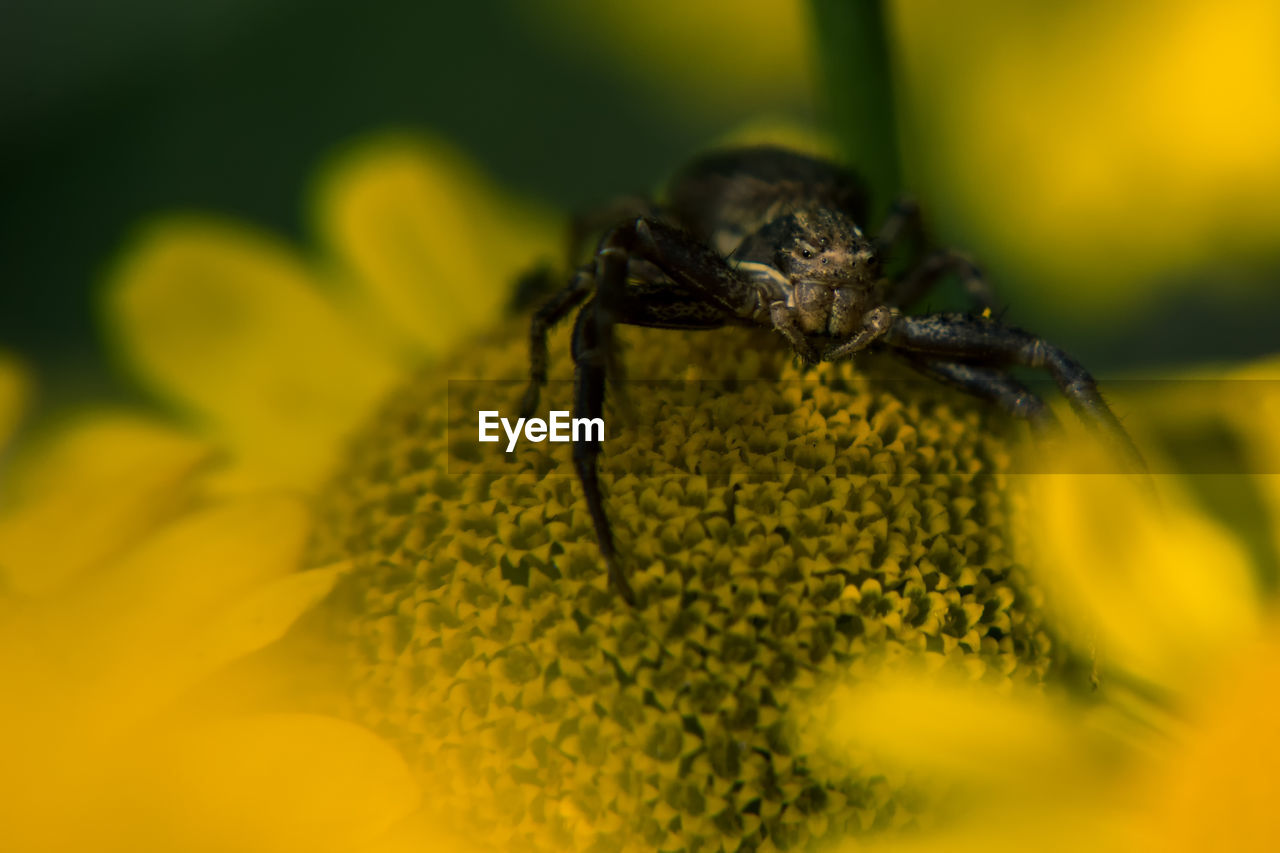 Close-up of spider on yellow flower